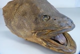 Head of Murray cod fish.  Charles Sturt University lecturer, Dr Paul Humphries, is looking for up to 300 stuffed cod as part of a study into how the Murray Darling Basin has changed