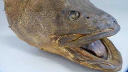 Head of Murray cod fish.  Charles Sturt University lecturer, Dr Paul Humphries, is looking for up to 300 stuffed cod as part of a study into how the Murray Darling Basin has changed