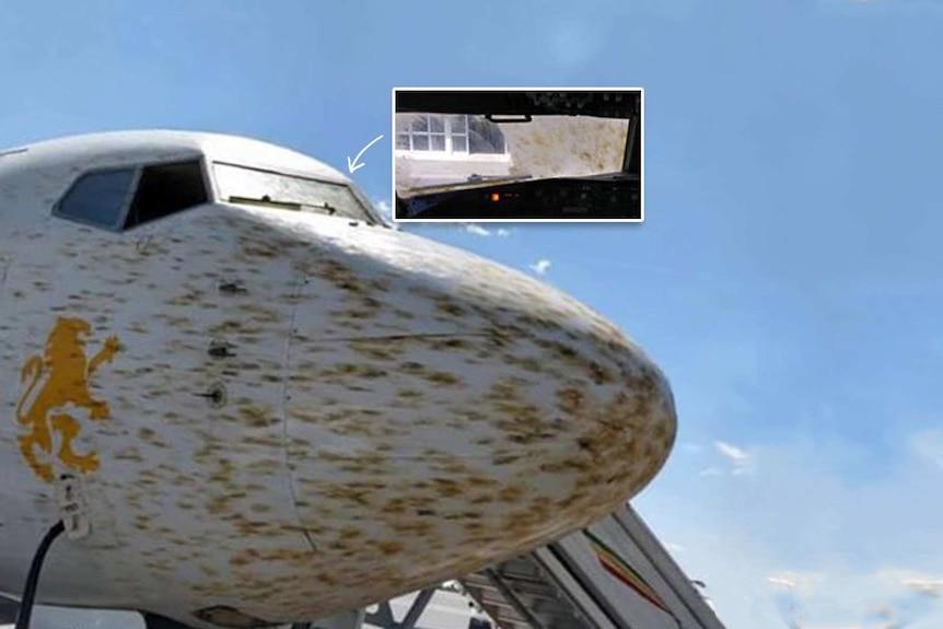 A plane on the tarmac. It's ordinarily white nose is mottled yellow brown with insect streaks.