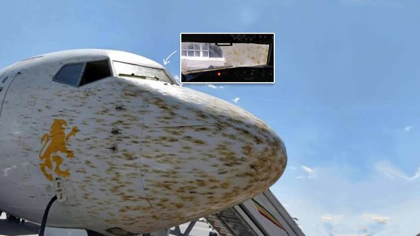 A plane on the tarmac. It's ordinarily white nose is mottled yellow brown with insect streaks.