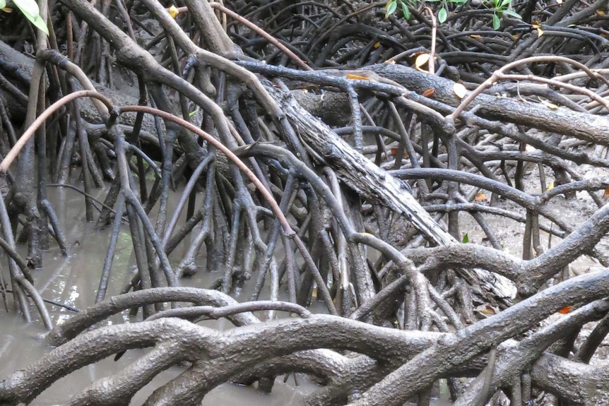 Muddy mangroves