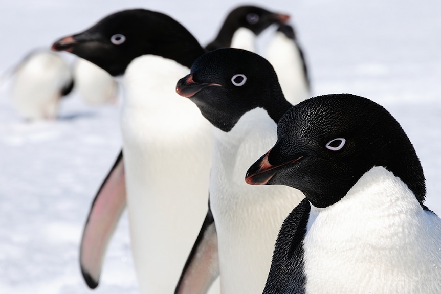 Tre pinguini di Adelia fianco a fianco.