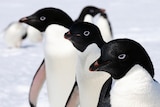 Three Adelie penguins side by side.