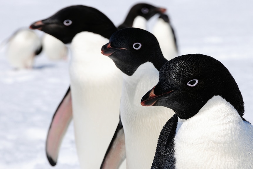 Three Adelie penguins side by side.