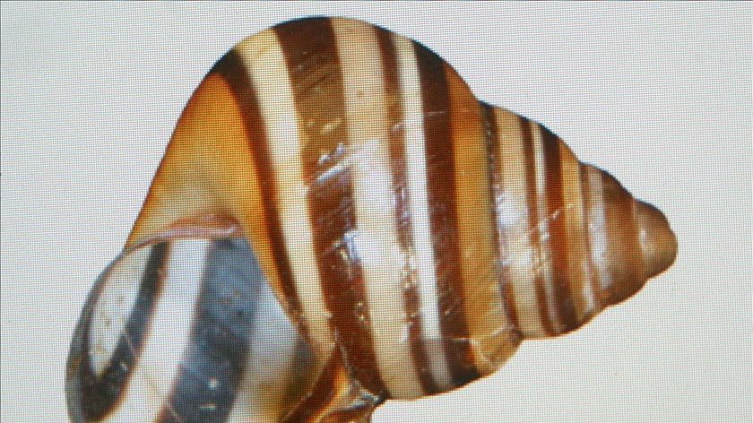 The shell of the rare species of tree snail, Crikey steveirwini