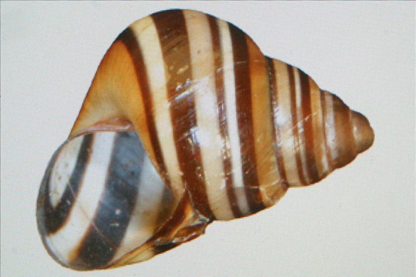 A brown and white striped snail shell.