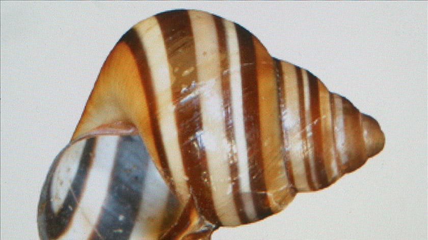 The shell of the rare species of tree snail, Crikey steveirwini, discovered in North Queensland.