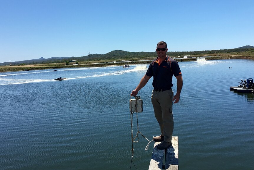 General manager of Australian Prawn Farms, Matt West, stands above a pond with prawns.