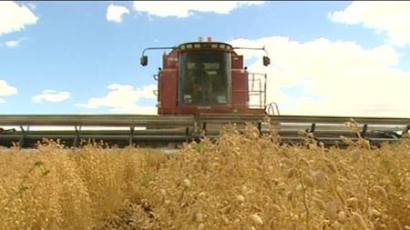 Chickpea crop harvest