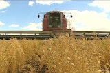 Chickpea crop harvest