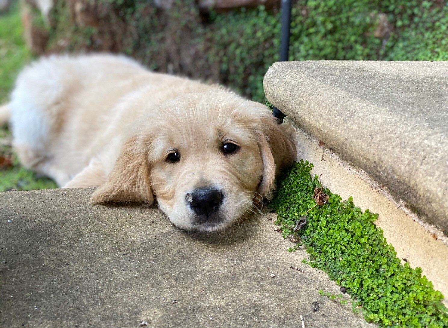Hobart S Eastern Shore Dog Owners Fear Dog Friendly Areas Are Disappearing Abc News
