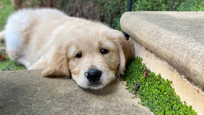 A puppy looking sad.