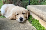 A puppy looking sad.