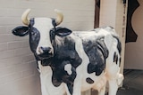 A life sized sculpture of a black and white cow