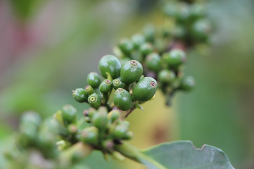 Green coffee beans on a tree
