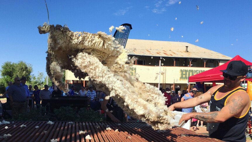 A man tosses sheep's wool onto a iron table as part of the Barcaldine Tree of Knowledge speed shearing