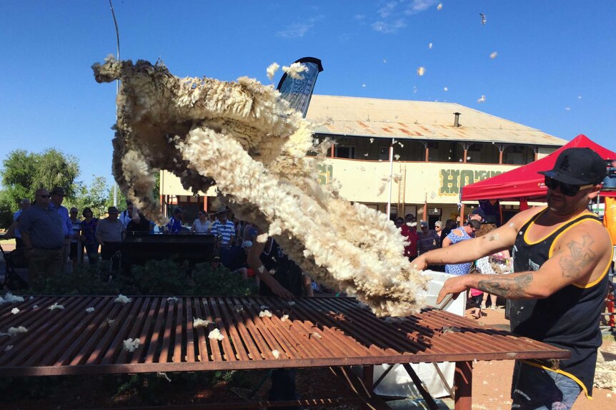A man tosses sheep's wool onto a iron table as part of the Barcaldine Tree of Knowledge speed shearing