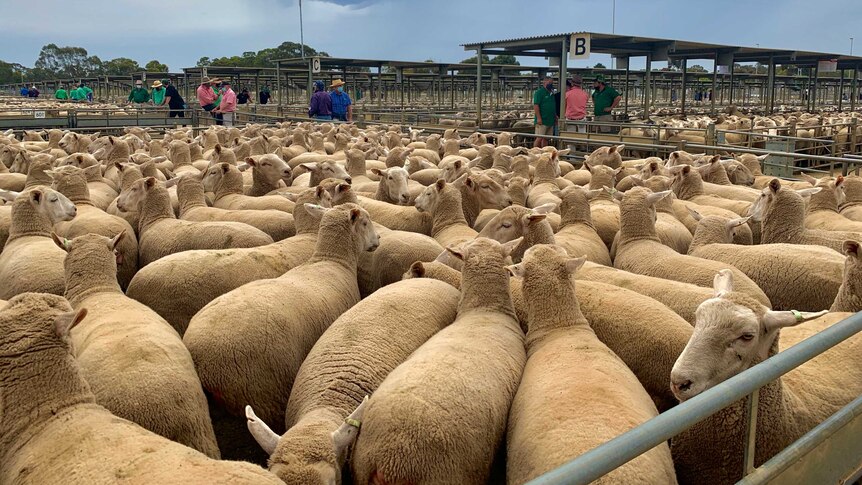 Hundreds of sheep are penned at the Bendigo Livestock Exchange