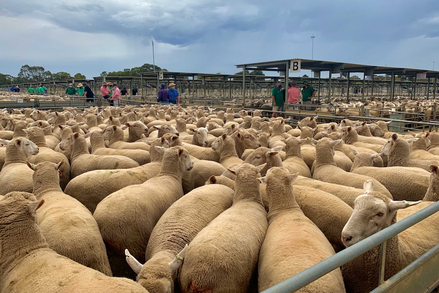 Hundreds of sheep are penned at the Bendigo Livestock Exchange