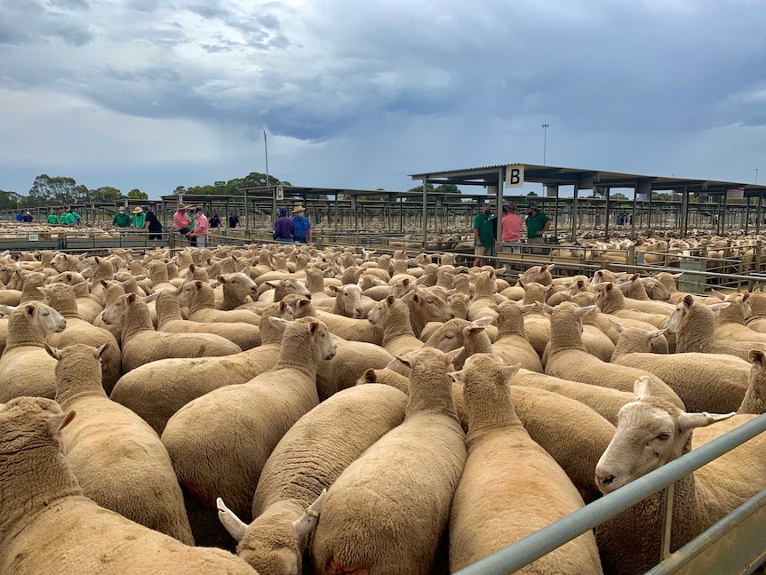 Cientos de ovejas están encerradas en la Bolsa de Ganado de Bendigo