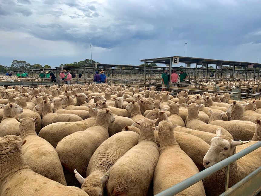 Hundreds of sheep are in pens at a stock saleyard.