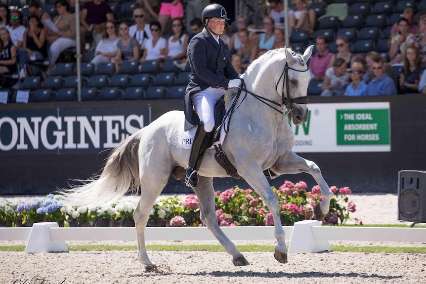 A man rides a grey horse in an arena, with spectators in the background.