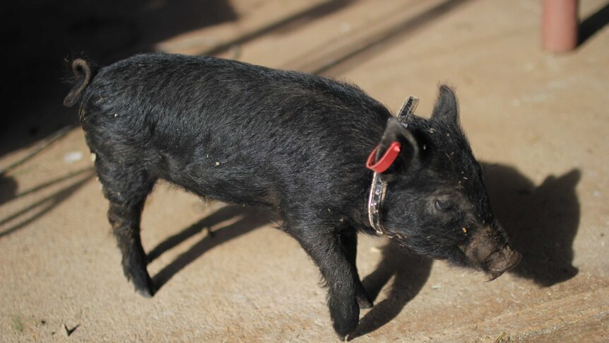 a black piglet with a collar and eartag.