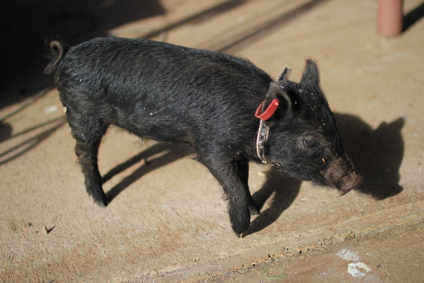 a black piglet with a collar and eartag.