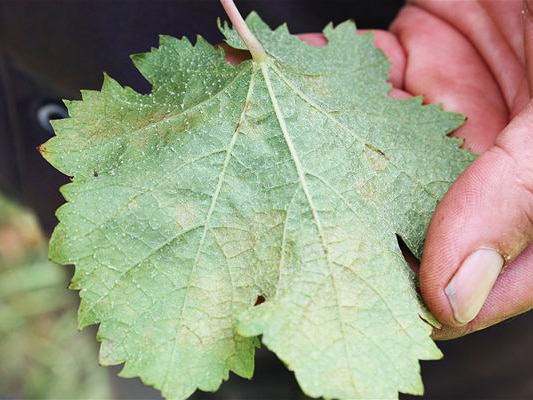 Mildew problems for Gippsland fruit growers