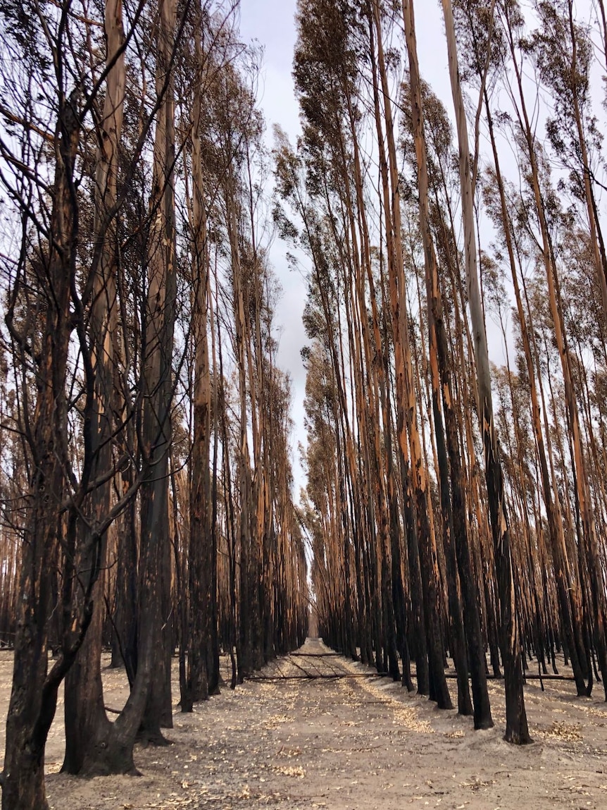 Rows of burnt blue gums.