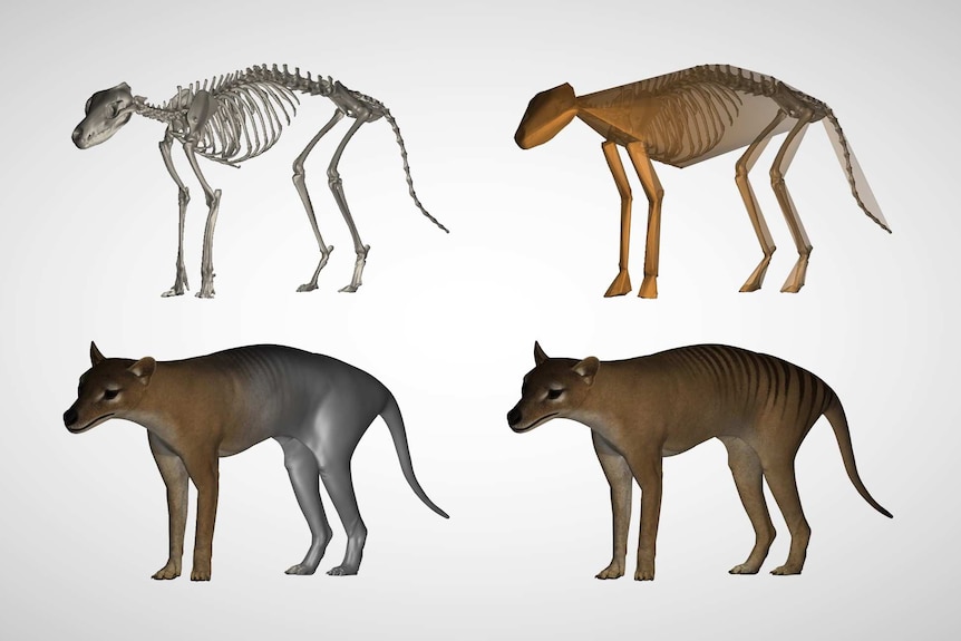 3D computer models of a thylacine, from the skeleton to fully rendered stage.