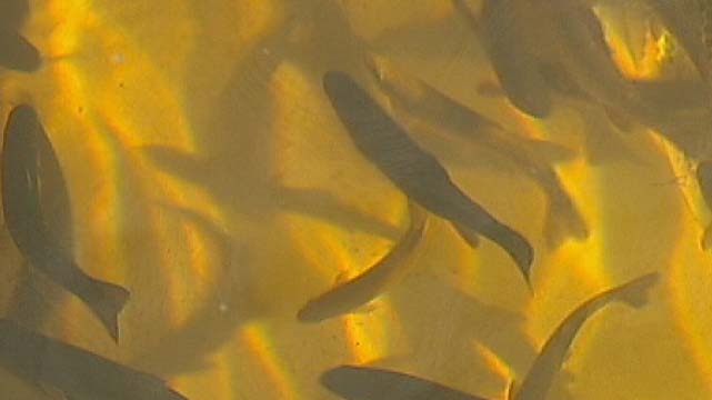 Juvenile brown trout in a tank at the Salmon Ponds hatchery, Tasmania.