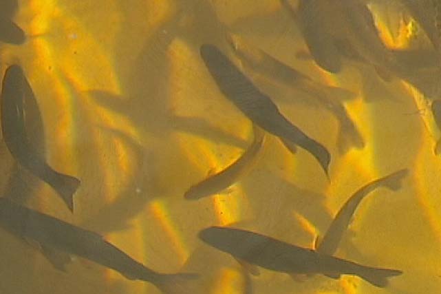 Juvenile brown trout in a tank at the Salmon Ponds hatchery, Tasmania.