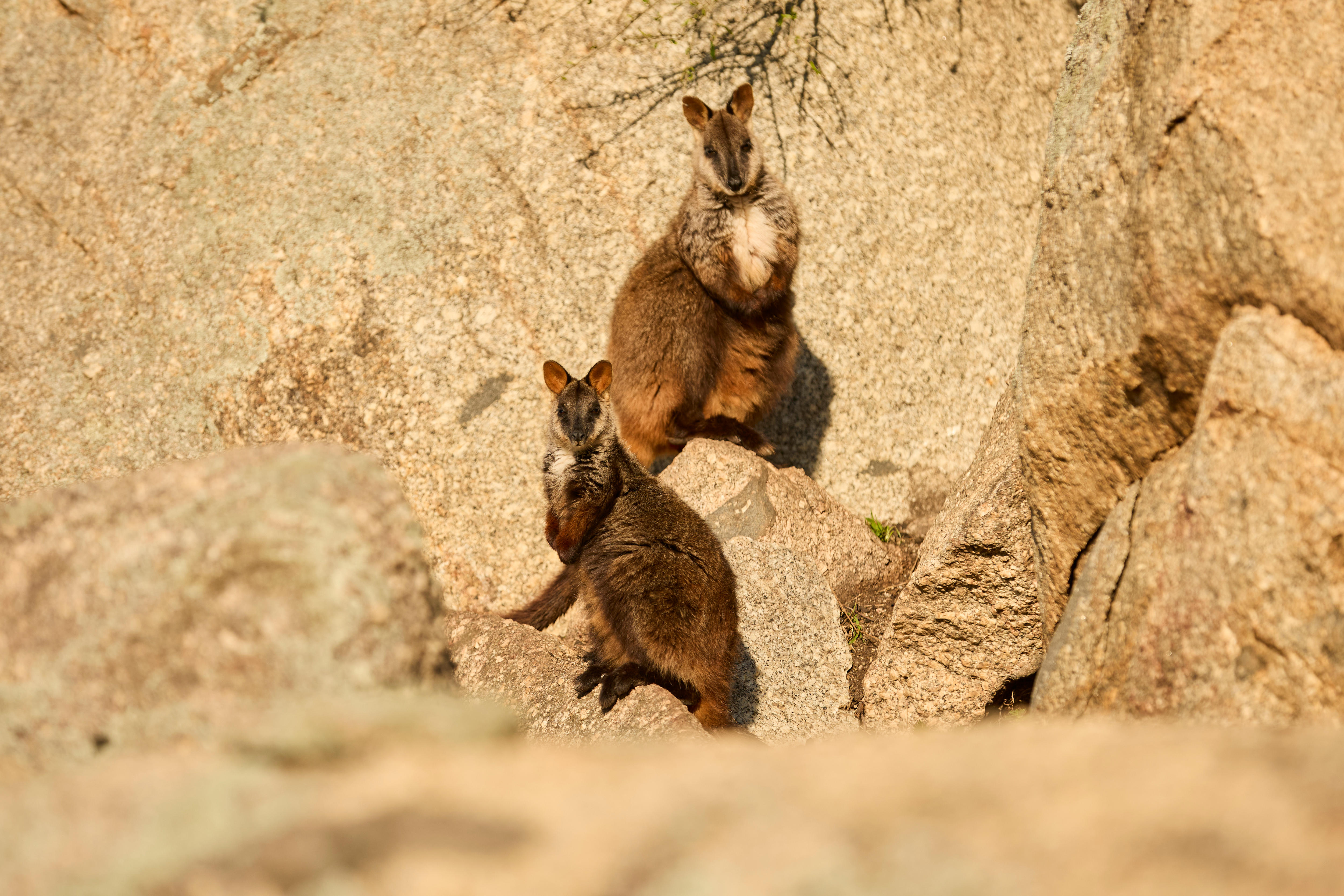 southern brush-tail rock-wallabies 