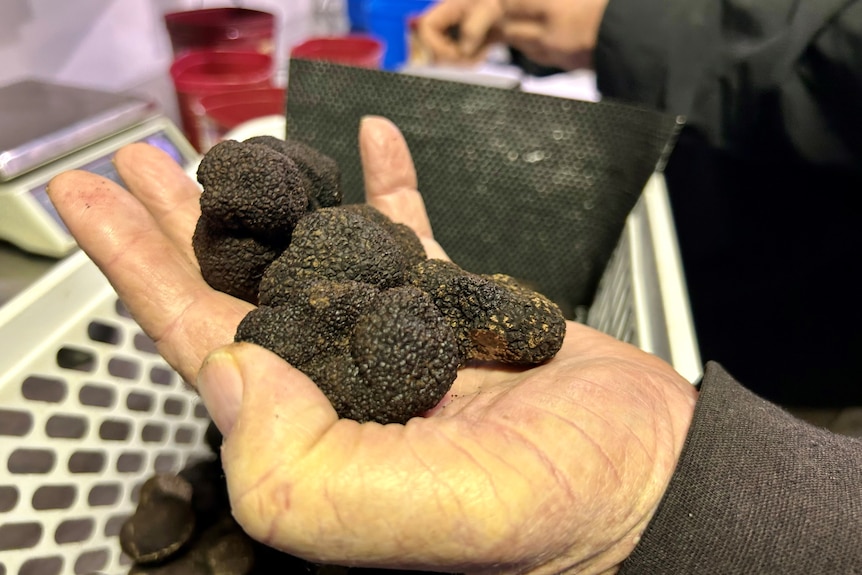 A man's hand holds a lump of truffle.