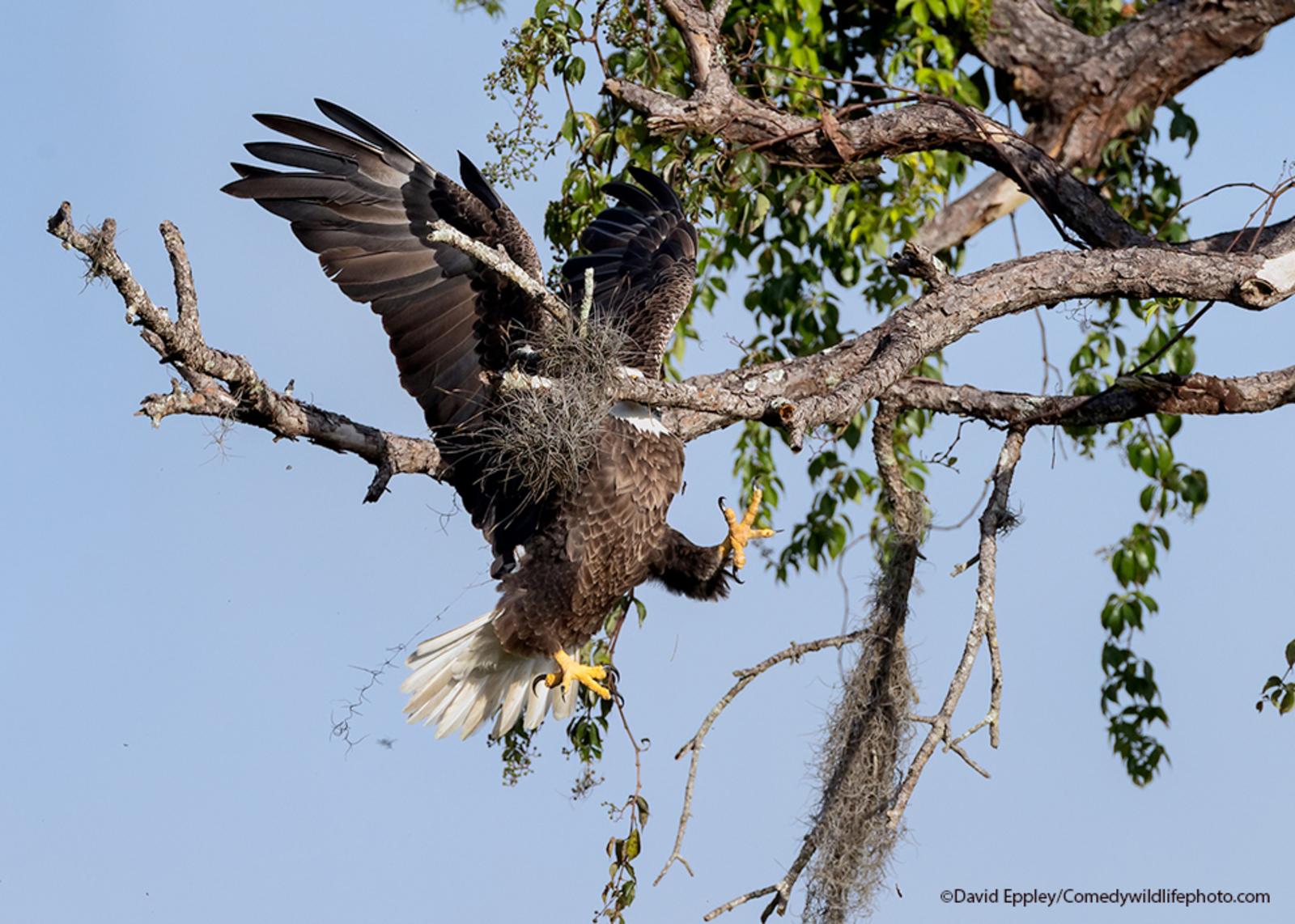 A bald eagle flies face first into a tree branch.