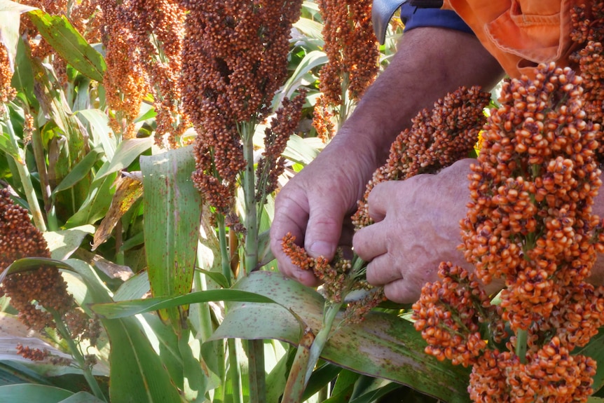 A farmer is looking at a sorghum plant in QLD.