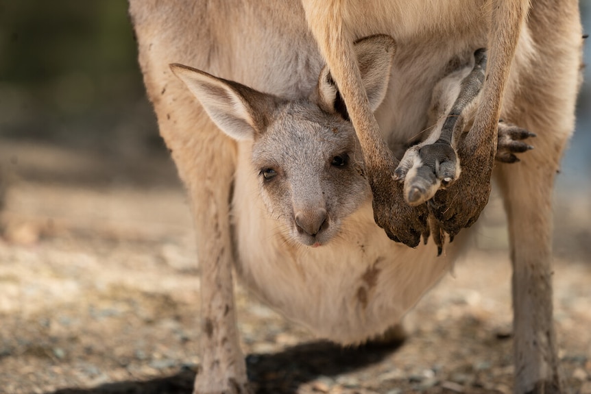 A joey, or young kangaroo, inside its mother's pouch with its head and feet poking out.