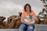 Woman sits on a fence holding a joey kangaroo in a blanket with camels in the background