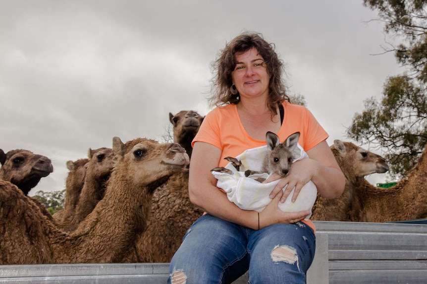 Woman sits on a fence holding a joey kangaroo in a blanket with camels in the background