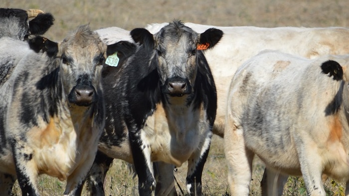 Beef cattle in a field.