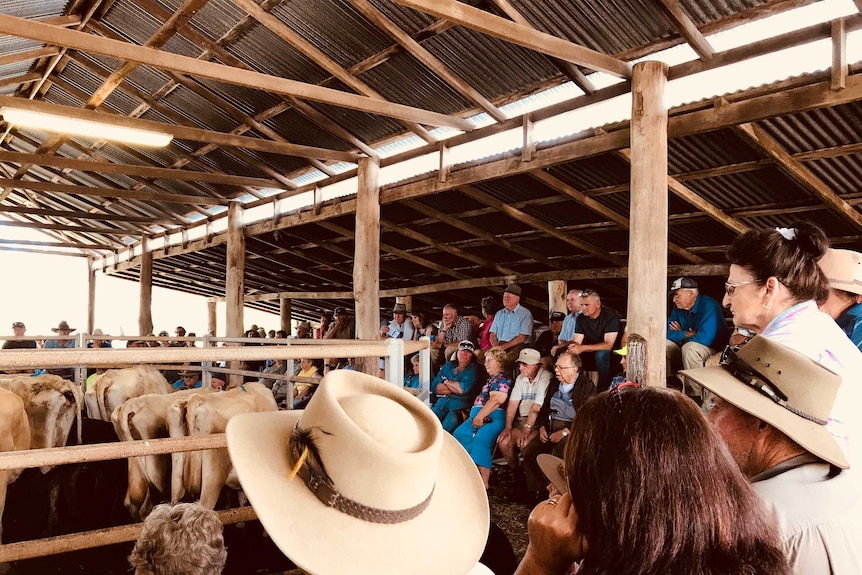 Packed Nabiac sale ring