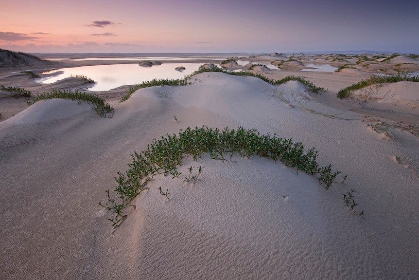 카가리(프레이저 섬)의 풍경을 형성하는 넓은 모래 사진.
