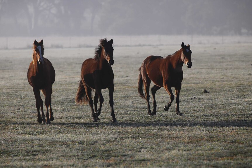 Three mares at Bloomfield frolic in the early morning.