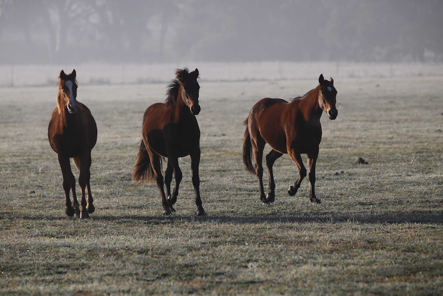 Three mares at Bloomfield frolic in the early morning.