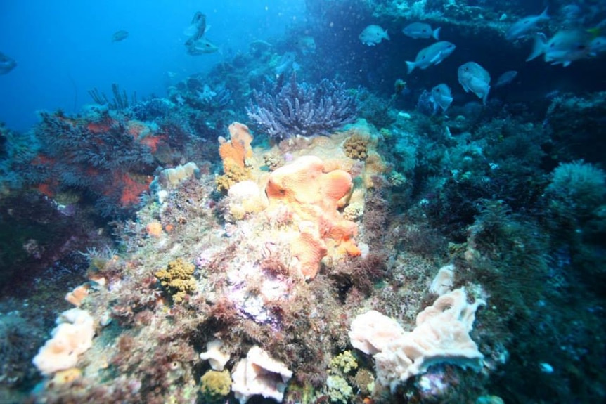 An undewater shot of colourful coral at Beware Reef, as fish swim by.