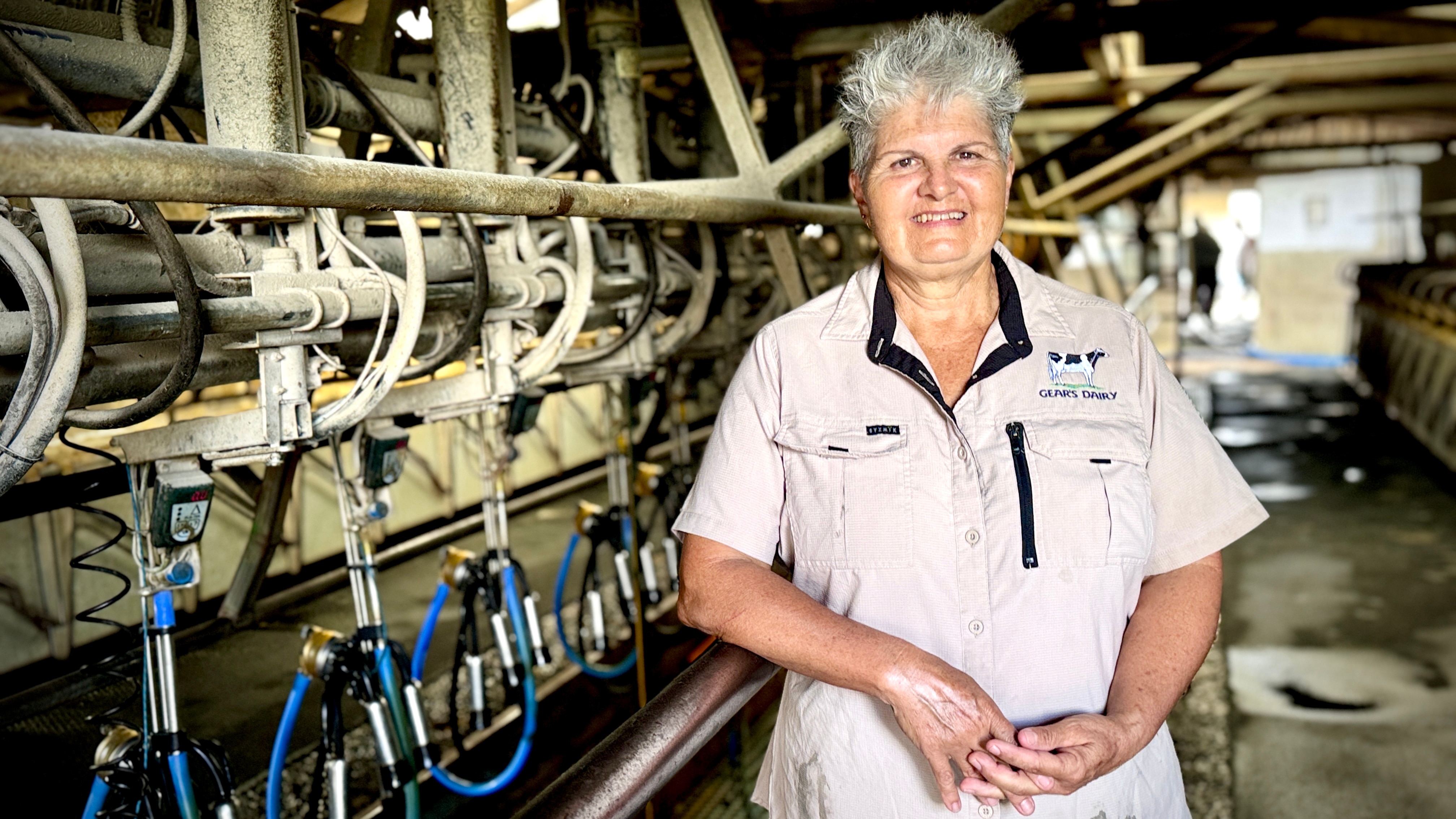 Farmers return to Qld dairy industry after decades of dramatic decline