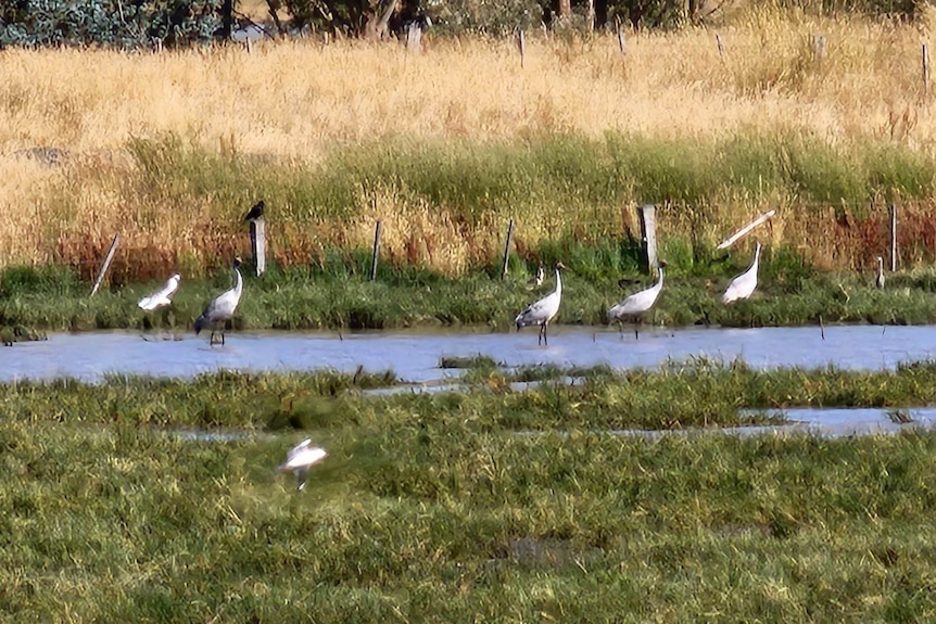 Brolgas in a paddock in water