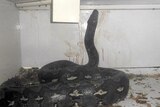 Six-metre python which attacked a US reptile store owner