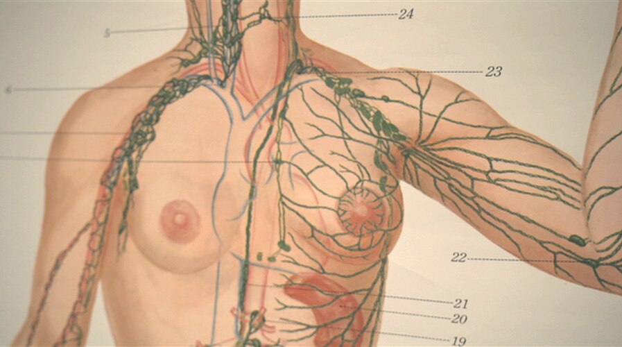 Meet the Organ - Lymphatic System - ABC listen